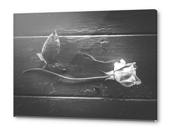 rose with leaves on the wood table in black and white Acrylic prints by Timmy333