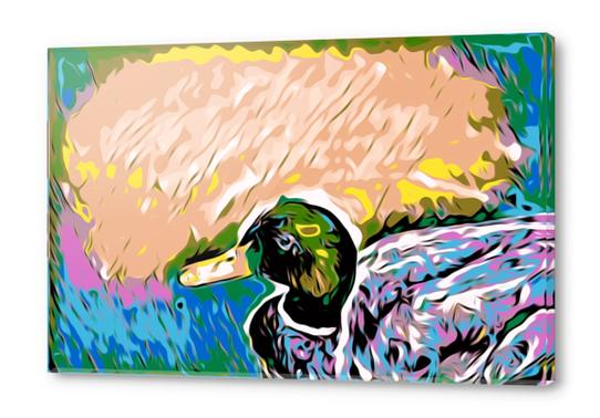 mallard duck with yellow green pink and blue abstract background Acrylic prints by Timmy333