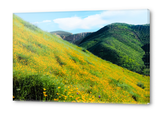 yellow poppy flower field with green leaf and green mountain and cloudy blue sky in summer Acrylic prints by Timmy333