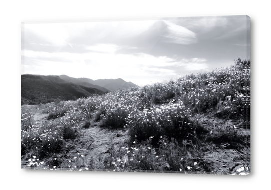 poppy flower field with mountain and cloudy sky in black and white Acrylic prints by Timmy333