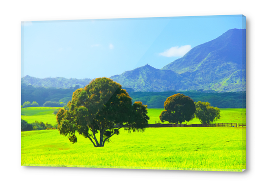 green tree in the green field with green mountain and blue sky background Acrylic prints by Timmy333