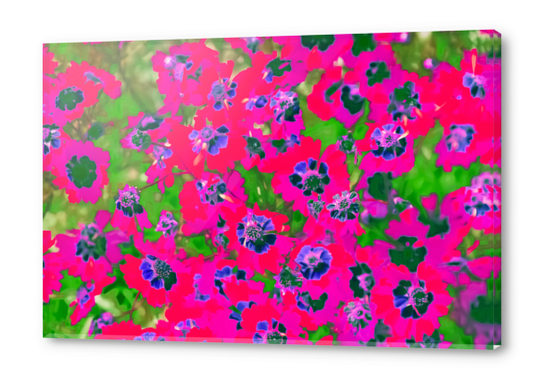 blooming pink flower with green leaf background Acrylic prints by Timmy333