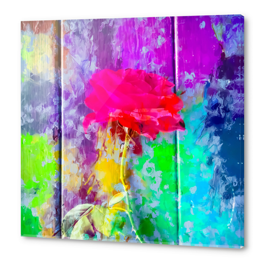 red rose with pink purple blue green yellow painting abstract background Acrylic prints by Timmy333