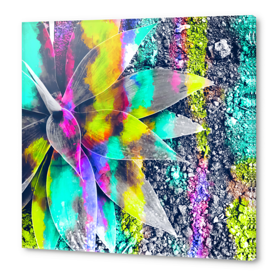 succulent plant with painting abstract background in green pink yellow purple Acrylic prints by Timmy333