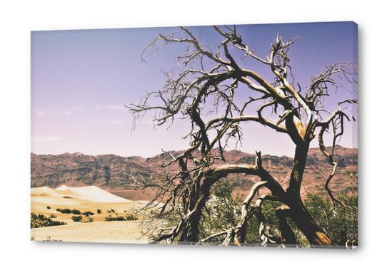 tree at the Death Valley national park,USA Acrylic prints by Timmy333