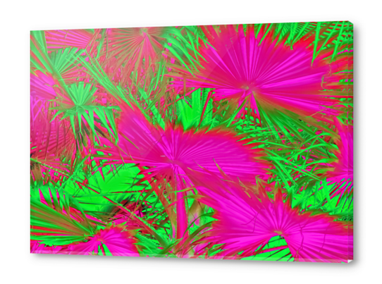 closeup palm leaf texture abstract background in pink and green Acrylic prints by Timmy333