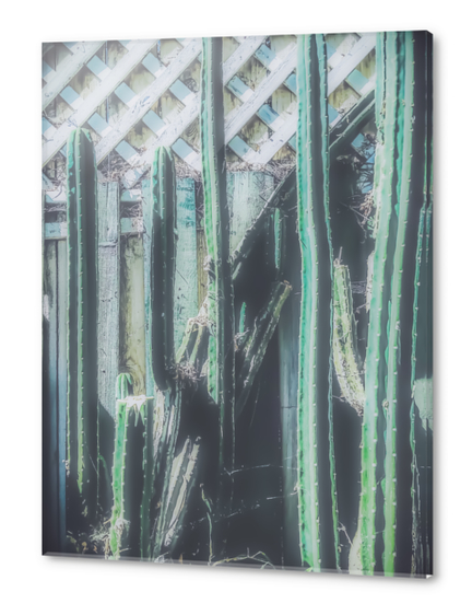 closeup green cactus with old vintage wood background Acrylic prints by Timmy333