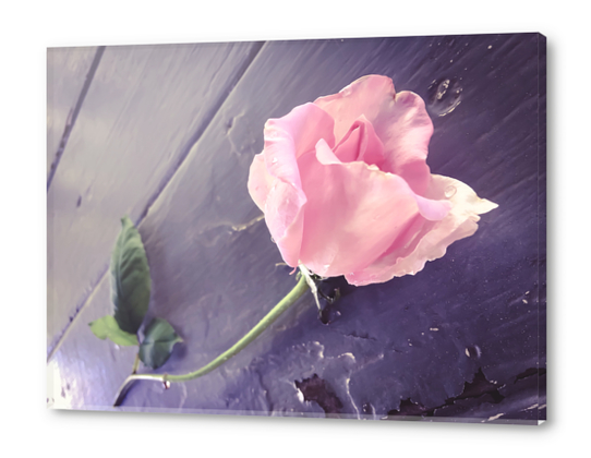 closeup pink rose Acrylic prints by Timmy333