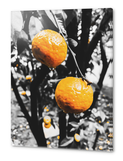 fresh orange fruit in the garden Acrylic prints by Timmy333