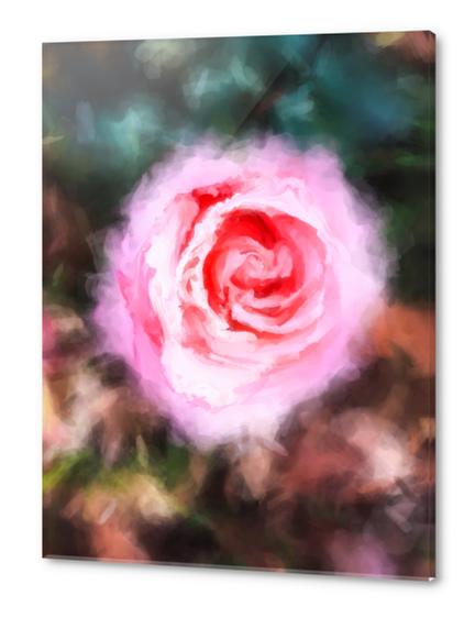 pink rose with green and brown background Acrylic prints by Timmy333