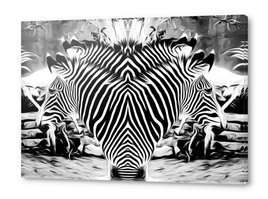 drawing and painting zebras in black and white Acrylic prints by Timmy333