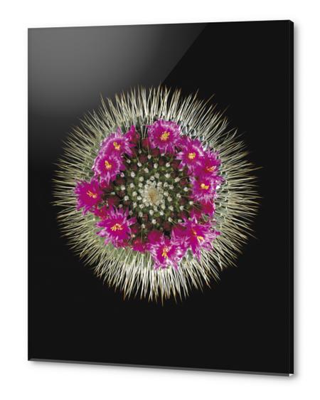 Cactus Mammilaria Acrylic prints by Mermet