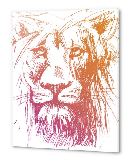 Lion Acrylic prints by Georgio Fabrello