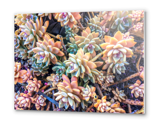 closeup green and pink succulent plant garden background Metal prints by Timmy333