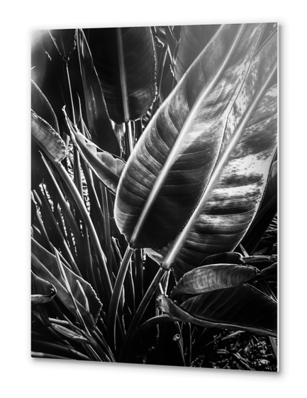 tropical leaves texture background in black and white Metal prints by Timmy333