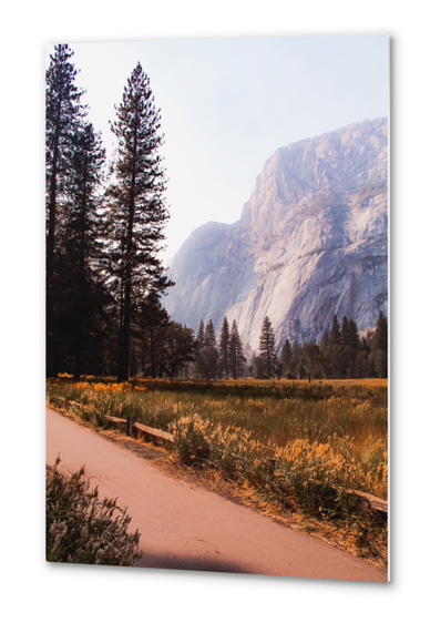 pine tree and mountain at Yosemite national park California USA Metal prints by Timmy333