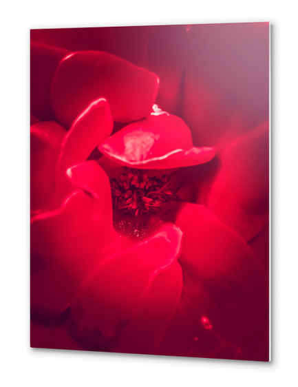 fresh red rose background Metal prints by Timmy333