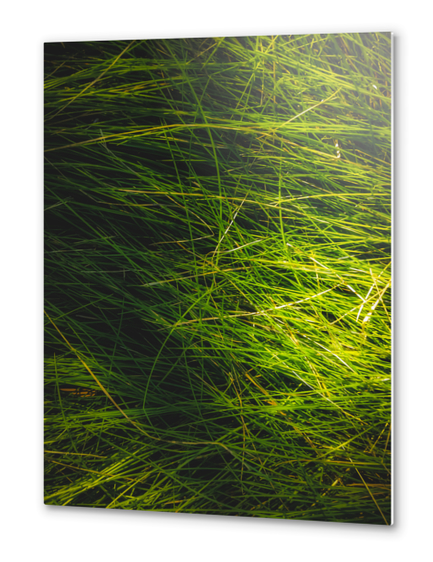 closeup green grass field texture abstract background Metal prints by Timmy333