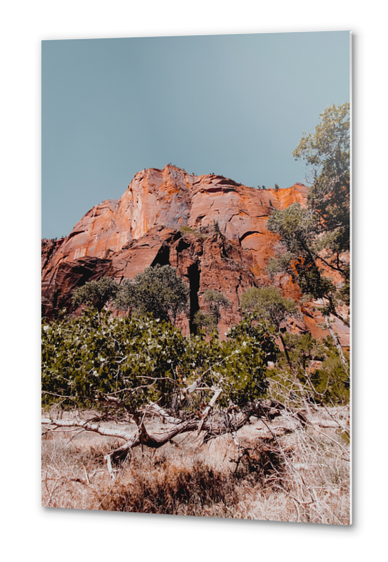 Mountain in the forest at Zion national park Utah USA Metal prints by Timmy333