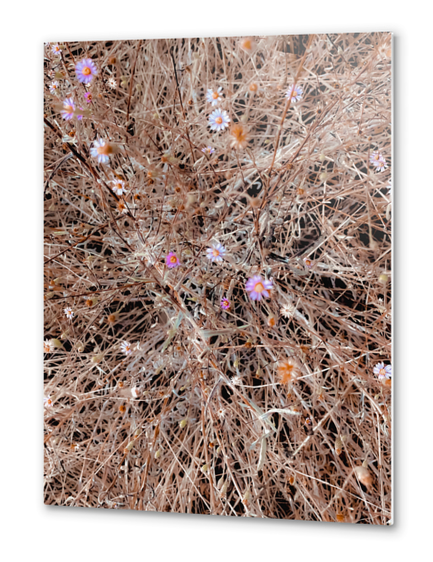 blooming pink and white flowers with brown dry grass field Metal prints by Timmy333