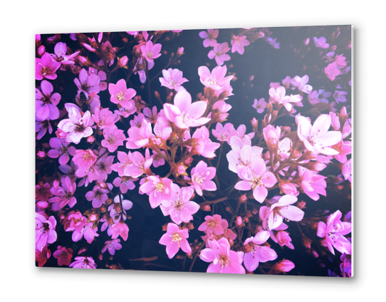 blooming pink flowers garden texture background Metal prints by Timmy333