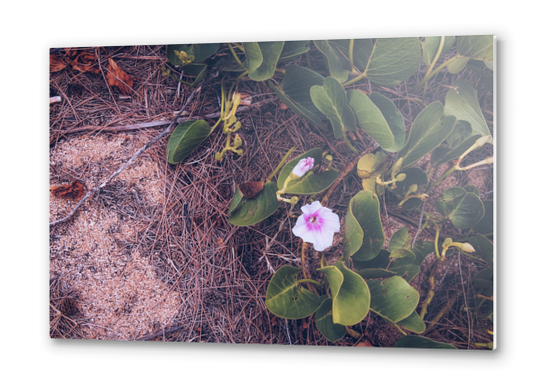 blooming pink flower with green leaves on the ground Metal prints by Timmy333