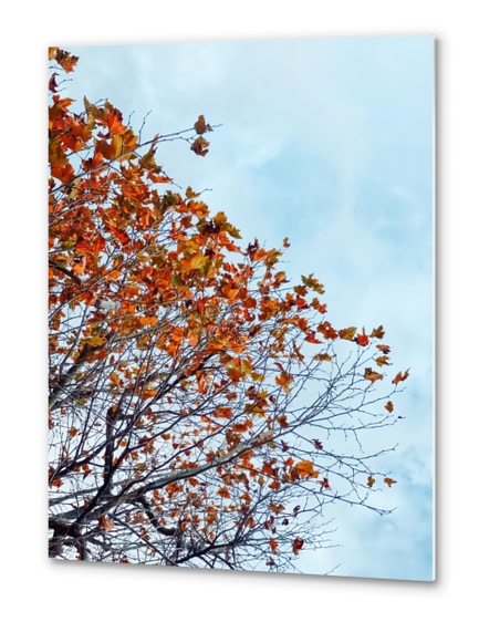 Tree branch with orange autumn leaves and blue cloudy sky Metal prints by Timmy333