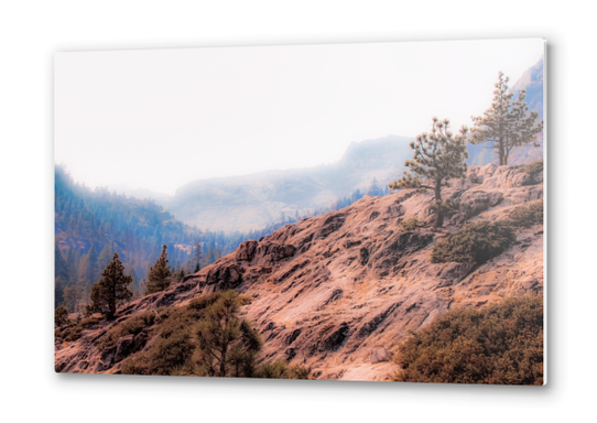 pine tree on the mountain at Lake Tahoe California USA Metal prints by Timmy333