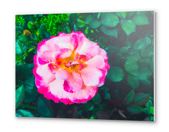 Closeup blooming pink rose with green leaves background Metal prints by Timmy333