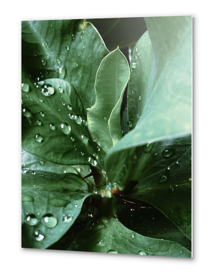 Closeup green leaves plant with drop of water Metal prints by Timmy333