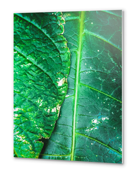 closeup green leaves texture background Metal prints by Timmy333