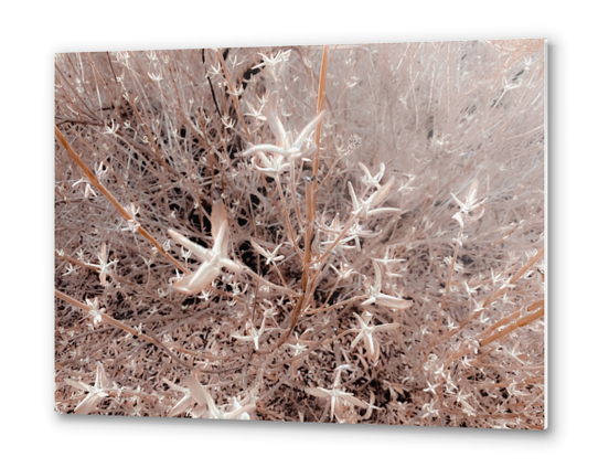 dry flowers with brown dry grass texture background Metal prints by Timmy333