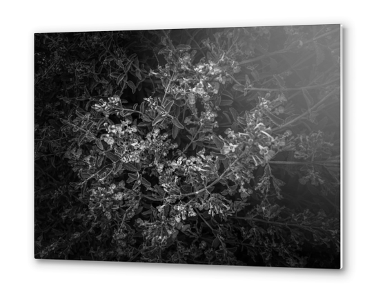 blooming flowers garden background in black and white Metal prints by Timmy333