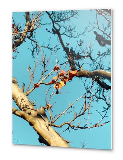 Tree branch with orange autumn leaves and blue sky Metal prints by Timmy333