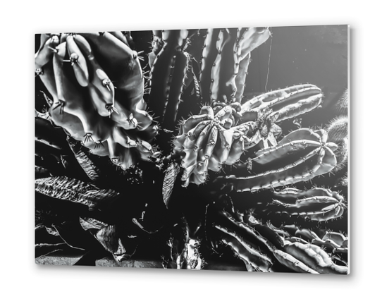 Closeup cactus texture background in black and white Metal prints by Timmy333