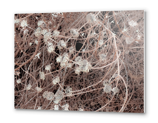 blooming dry flowers with brown dry grass texture background Metal prints by Timmy333