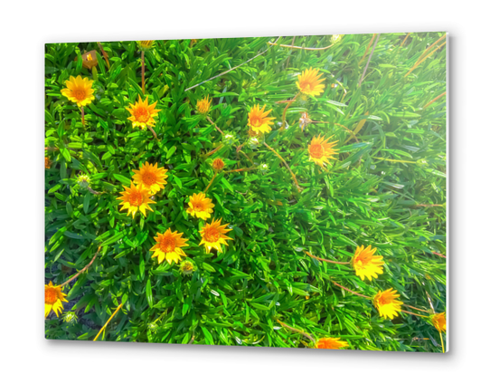 blooming yellow flowers field with green leaves Metal prints by Timmy333