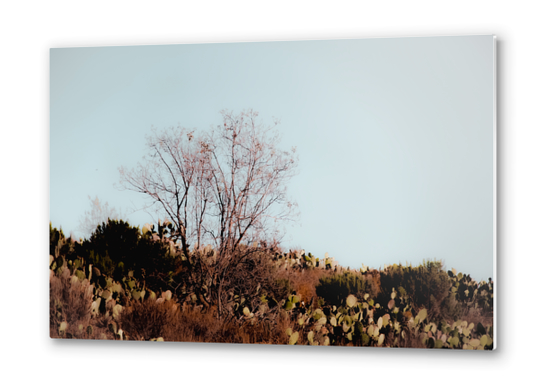 isolated tree and cactus garden with blue sky background Metal prints by Timmy333