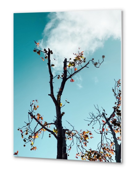 Tree branch and orange autumn leaves with blue sky background Metal prints by Timmy333