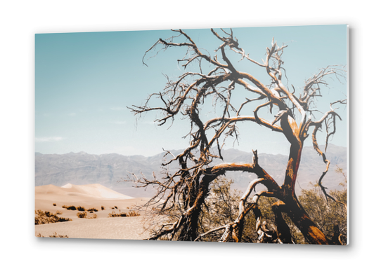 Tree branch in the sand desert and mountain view at Death Valley national park California USA Metal prints by Timmy333