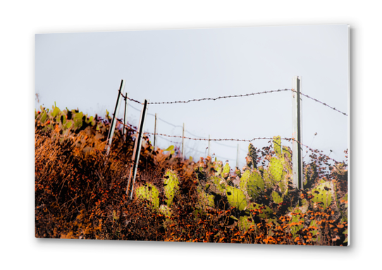 Green cactus garden and blooming flowers and blue sky Metal prints by Timmy333