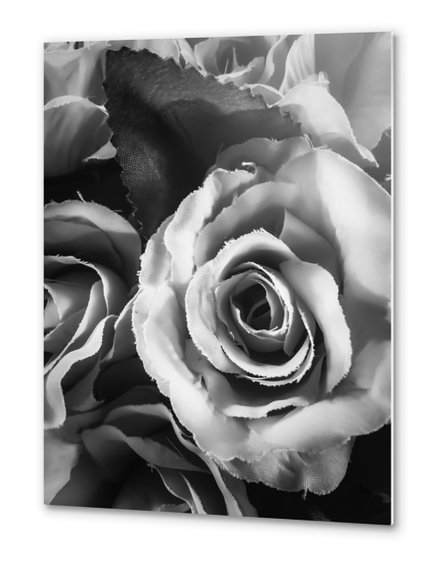 blooming rose texture background in black and white Metal prints by Timmy333