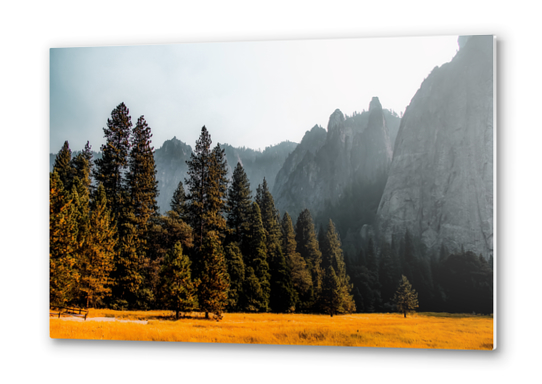 Mountains with pine tree at Yosemite national park California USA Metal prints by Timmy333