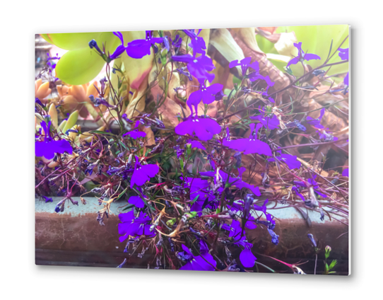 closeup purple flowers with green succulent plant background Metal prints by Timmy333