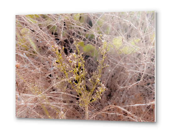 Closeup green plant and dry grass field background Metal prints by Timmy333