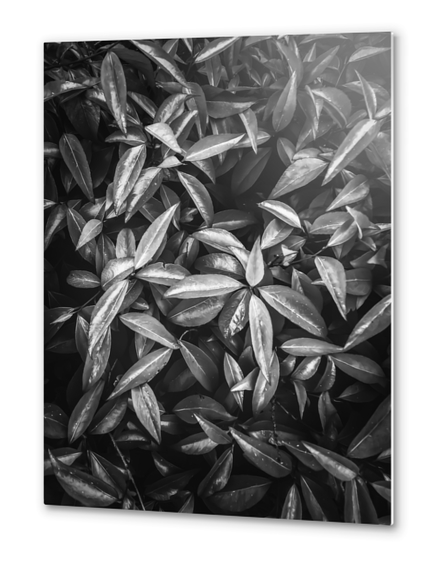 leaves texture background in black and white Metal prints by Timmy333