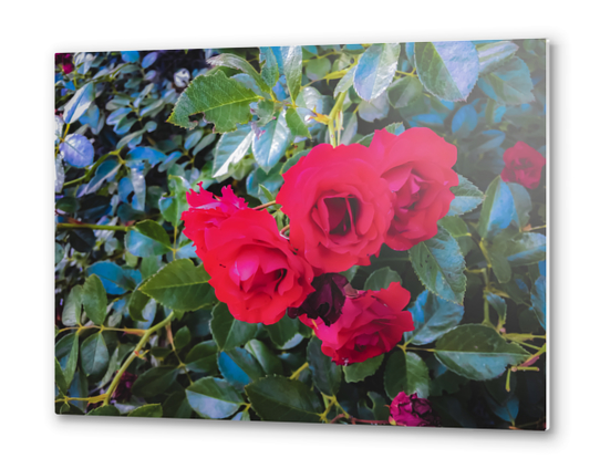 closeup red rose garden with green leaves background Metal prints by Timmy333