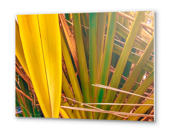 closeup yellow and green leaves texture background Metal prints by Timmy333