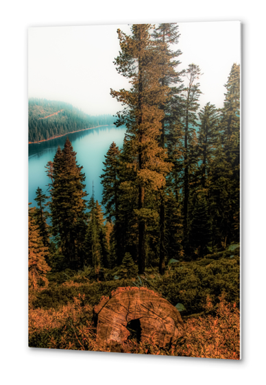 Pine tree with lake scenic at Emerald Bay Lake Tahoe California USA Metal prints by Timmy333