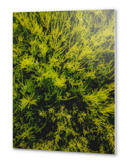 closeup green leaves plant texture abstract background Metal prints by Timmy333